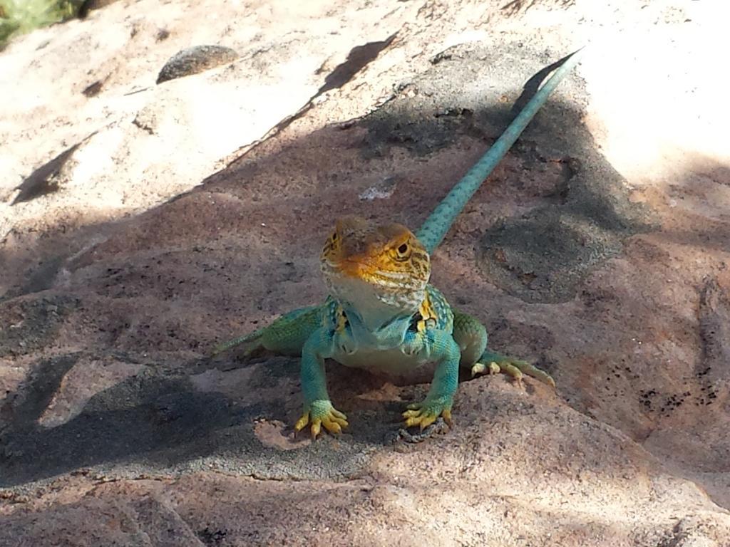 بلاندينغ Stone Lizard Lodge المظهر الخارجي الصورة