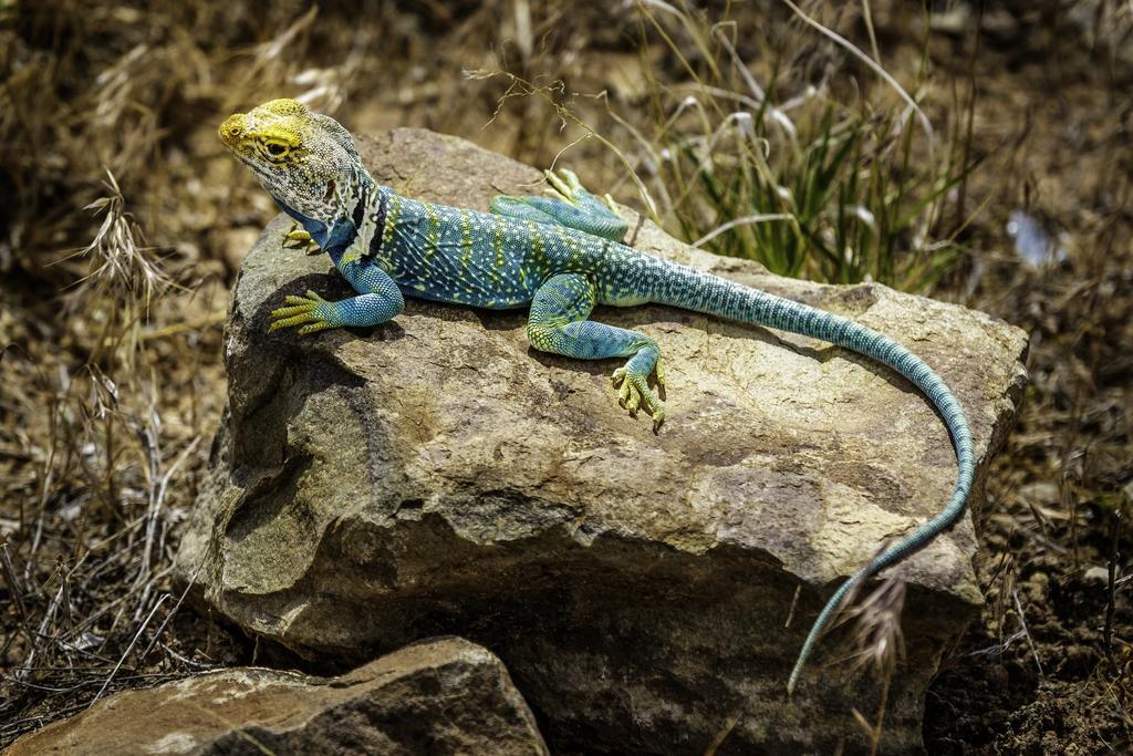 بلاندينغ Stone Lizard Lodge المظهر الخارجي الصورة